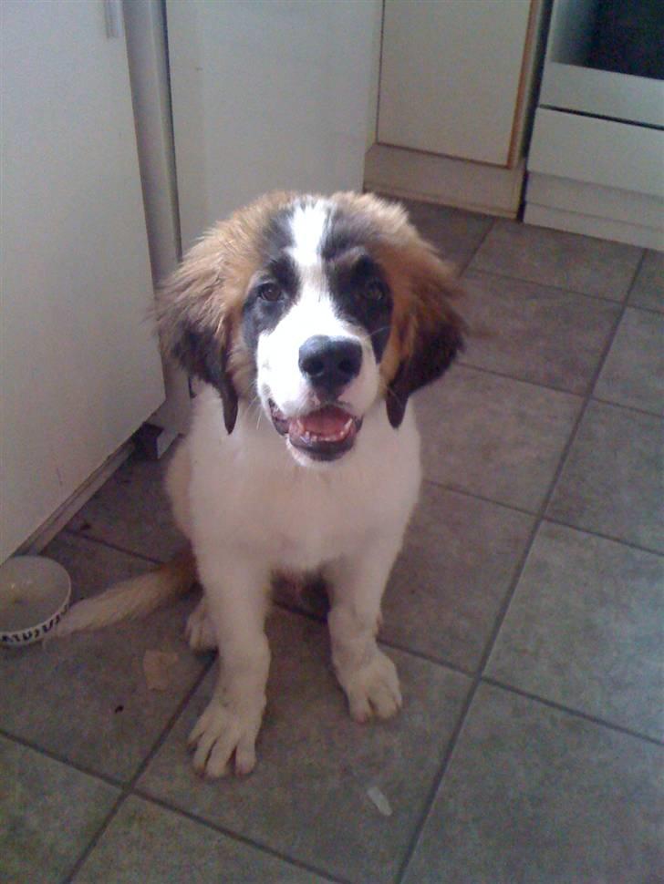 Blanding af racer balou  *død* - nu jeg fin :D  billede 3