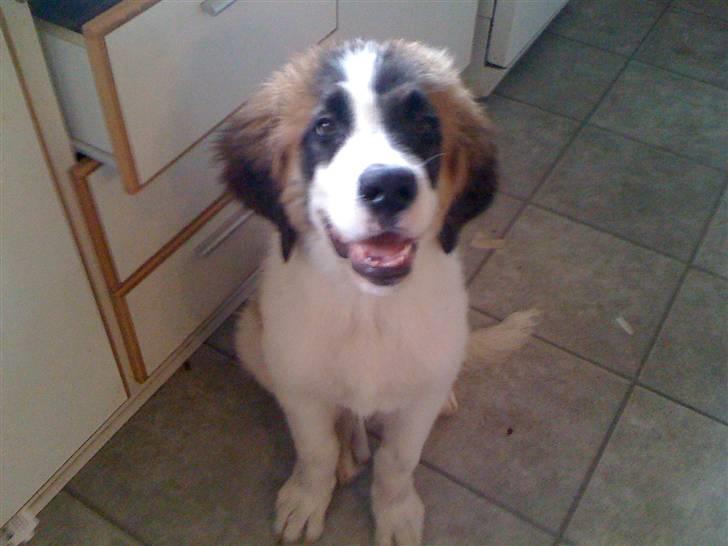 Blanding af racer balou  *død* billede 4