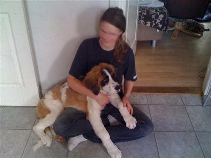 Blanding af racer balou  *død* - min bedste veninde og balou billede 5