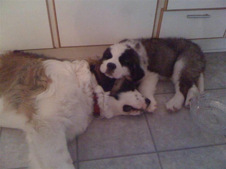 Blanding af racer balou  *død* - det er´balou den store og keyson den lille :D billede 6