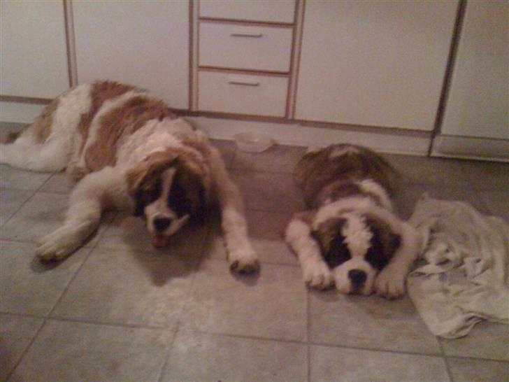 Blanding af racer balou  *død* - det er balou den store og keyson den lille <3 :P billede 7