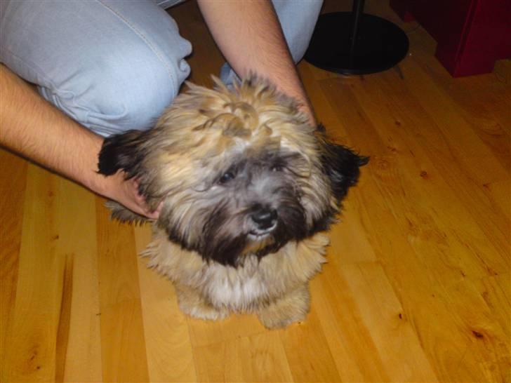 Lhasa apso Coco - Her er så min lillebror han hedder Carlos billede 6