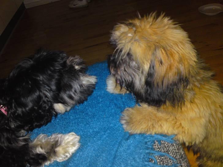 Lhasa apso Coco - Hej hej billede 7