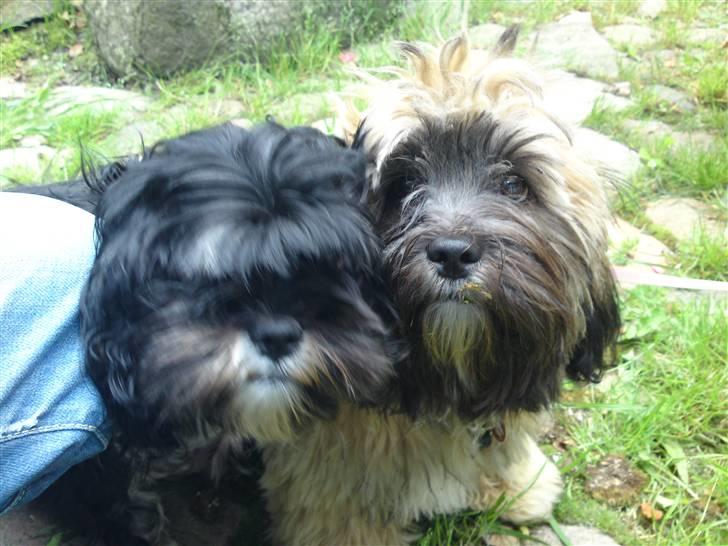 Lhasa apso Coco - Far sagde vi skulle sidde stille, altså ikke så nemt...... billede 8