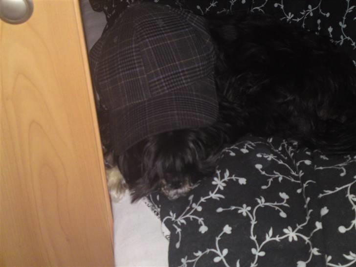 Lhasa apso Coco - Snupper lige en middags lur under far´s kasket. billede 9