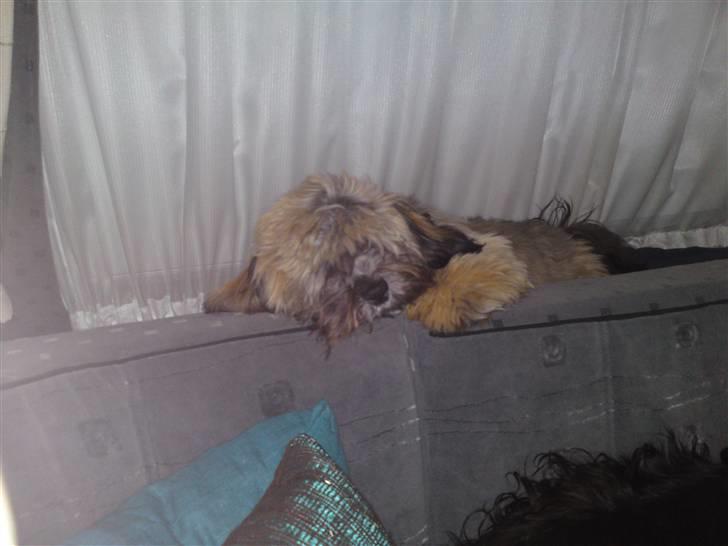 Lhasa apso Coco - Carlos i vinduet billede 10