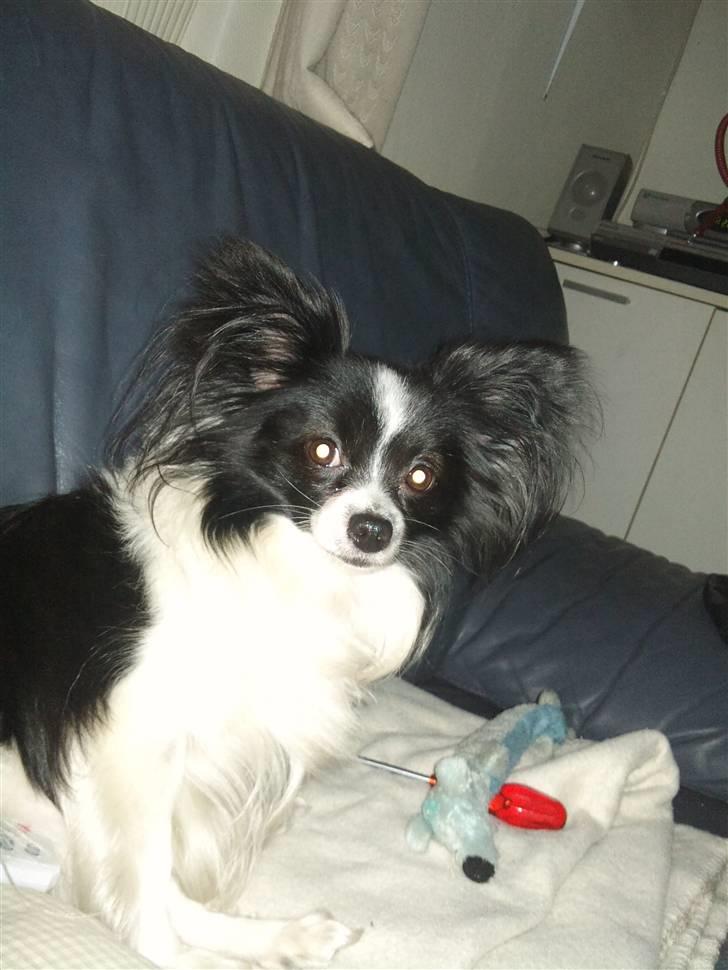 Papillon Mickey til Avl.  - Han ligger vist bare og flader ud på sofaen.  billede 2