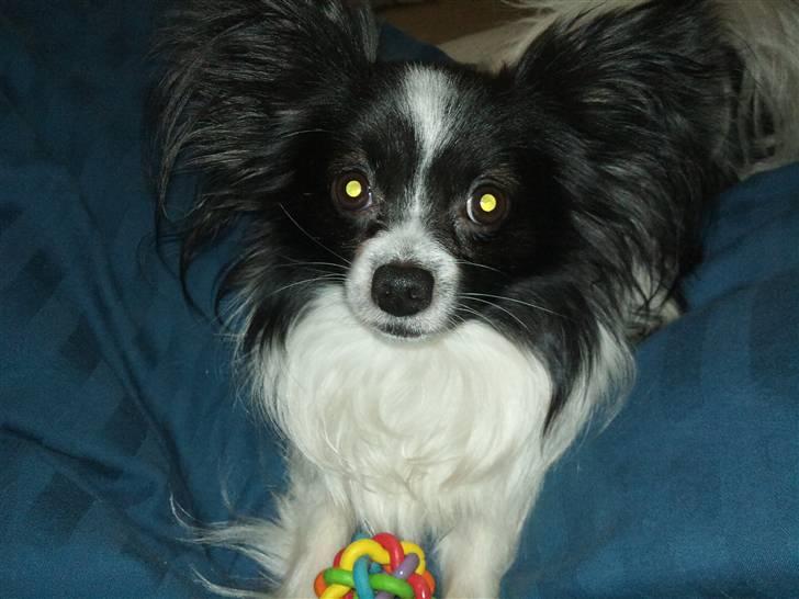 Papillon Mickey til Avl.  - Ligger med hans yndlings-pivedyr..  billede 3