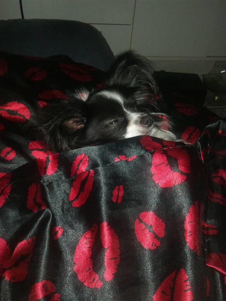 Papillon Mickey til Avl.  - Han ligger og sover med min dyne, uh hvor er han træt :-D billede 4