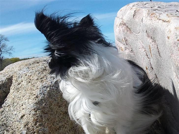 Papillon Mickey til Avl.  - Mickey sidder og kigger på de store havmåger nede ved havet.  billede 5