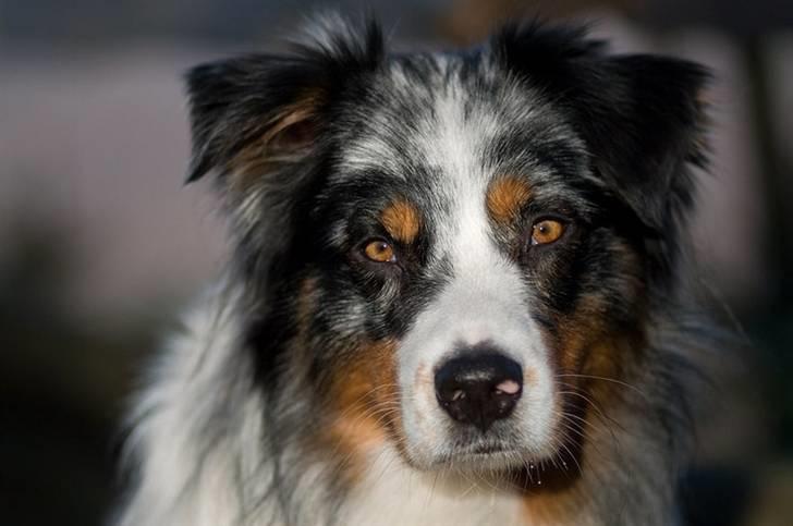 Blanding af racer  Aus.shep/Bern.sen Ozzi billede 1