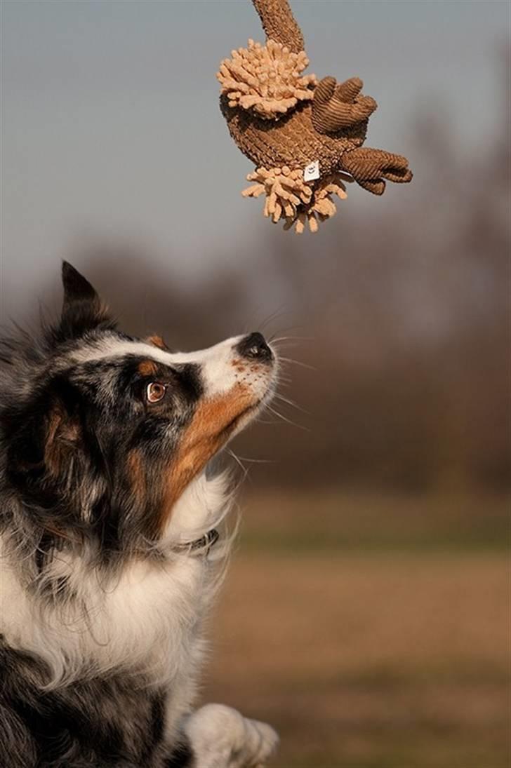 Blanding af racer  Aus.shep/Bern.sen Ozzi billede 2