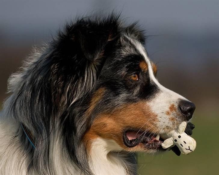 Blanding af racer  Aus.shep/Bern.sen Ozzi billede 3