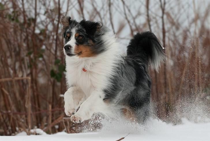 Blanding af racer  Aus.shep/Bern.sen Ozzi billede 4