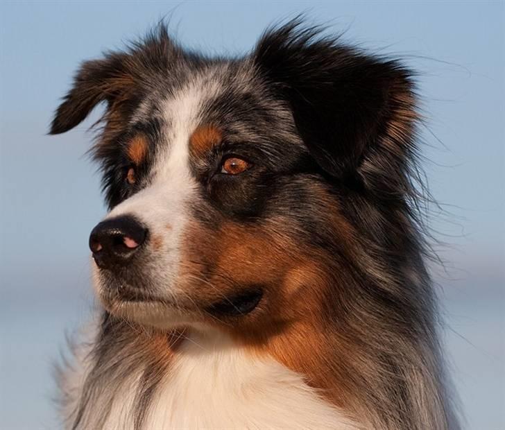 Blanding af racer  Aus.shep/Bern.sen Ozzi billede 5