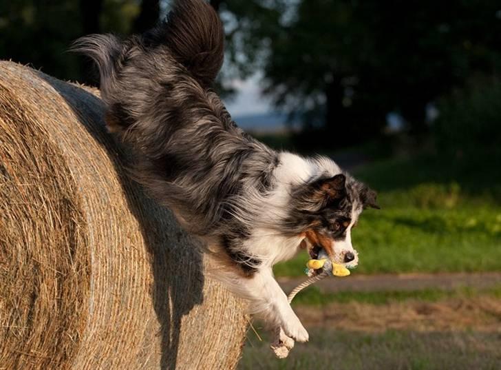 Blanding af racer  Aus.shep/Bern.sen Ozzi billede 6