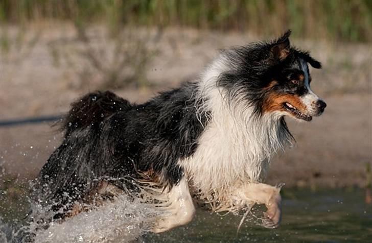 Blanding af racer  Aus.shep/Bern.sen Ozzi billede 7