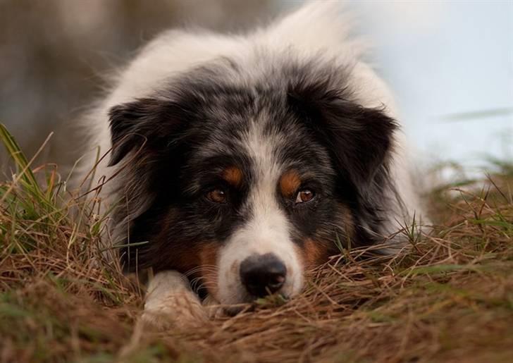 Blanding af racer  Aus.shep/Bern.sen Ozzi billede 9