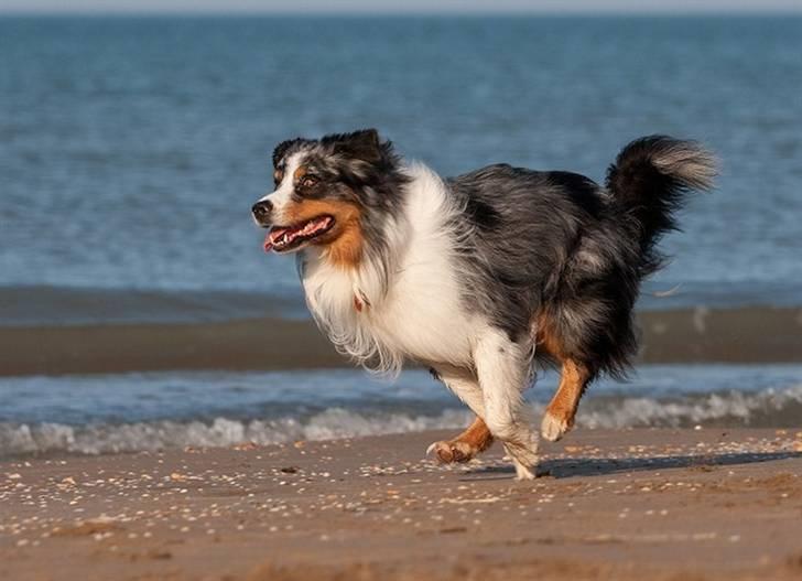 Blanding af racer  Aus.shep/Bern.sen Ozzi billede 10