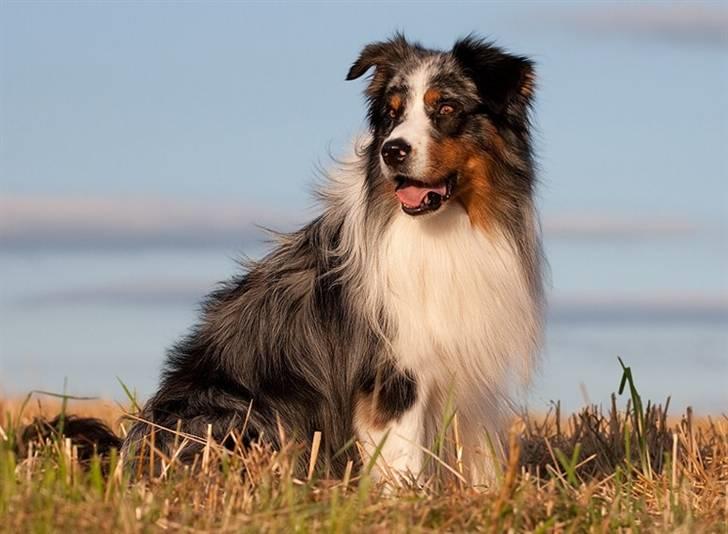 Blanding af racer  Aus.shep/Bern.sen Ozzi billede 11