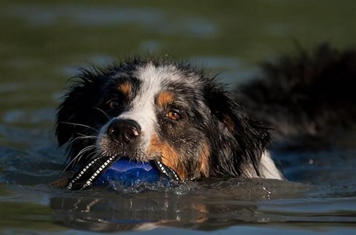 Blanding af racer  Aus.shep/Bern.sen Ozzi billede 12