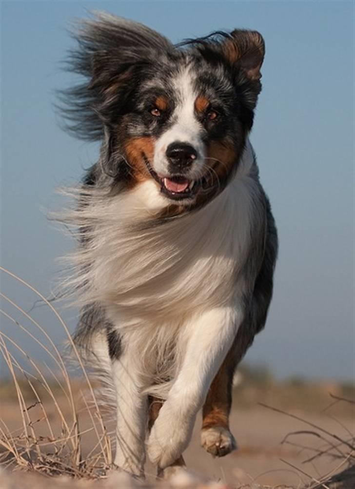 Blanding af racer  Aus.shep/Bern.sen Ozzi billede 13