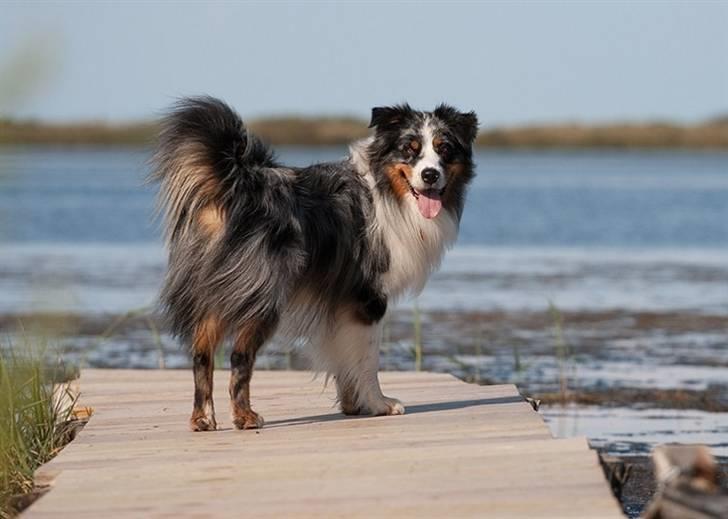 Blanding af racer  Aus.shep/Bern.sen Ozzi billede 14