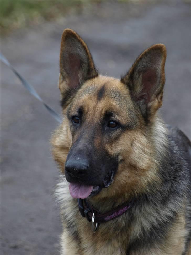 Schæferhund Tinka billede 1
