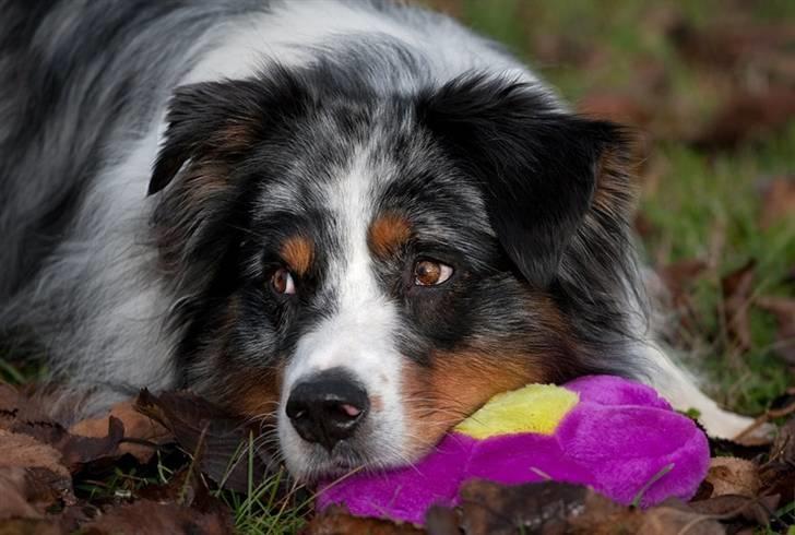 Blanding af racer  Aus.shep/Bern.sen Ozzi billede 15