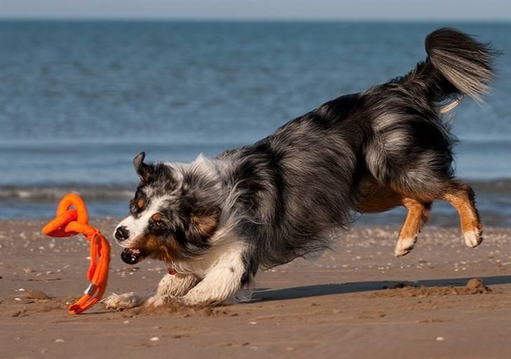 Blanding af racer  Aus.shep/Bern.sen Ozzi billede 16