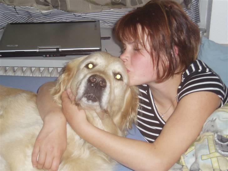 Golden retriever Music Cella † R.I.P †  - mig og Cella i min seng på værelset - lidt tv hygge (: billede 2