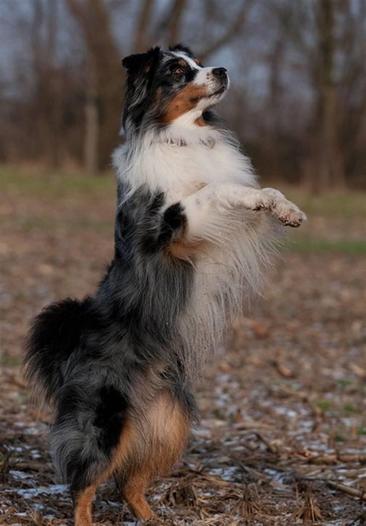 Blanding af racer  Aus.shep/Bern.sen Ozzi billede 17