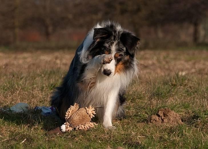 Blanding af racer  Aus.shep/Bern.sen Ozzi billede 18