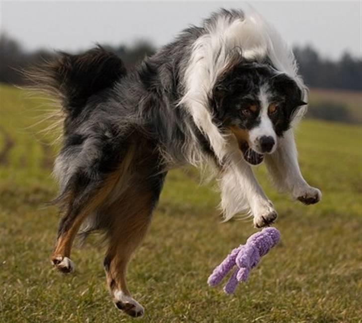 Blanding af racer  Aus.shep/Bern.sen Ozzi billede 19