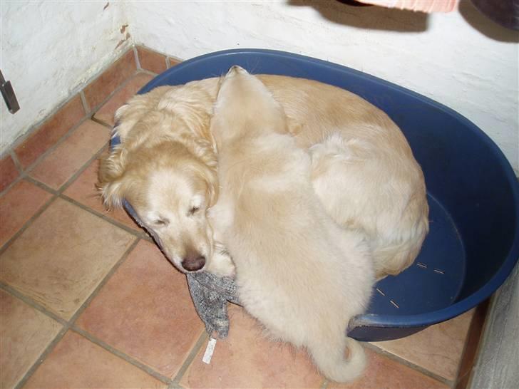Golden retriever Music Cella † R.I.P †  - Gamle og Jazmin da hun var lille :D altid dejligt at ligge ved tante cella  billede 3