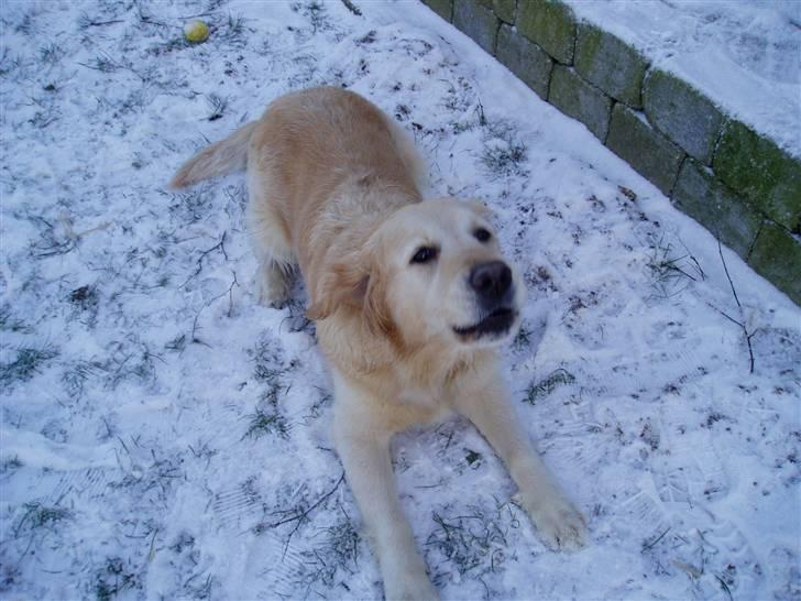 Golden retriever Music Cella † R.I.P †  - Cella i 2007 om vinteren, nogle dejlige billeder man fik af hende :b  billede 4