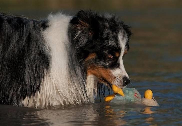 Blanding af racer  Aus.shep/Bern.sen Ozzi billede 20