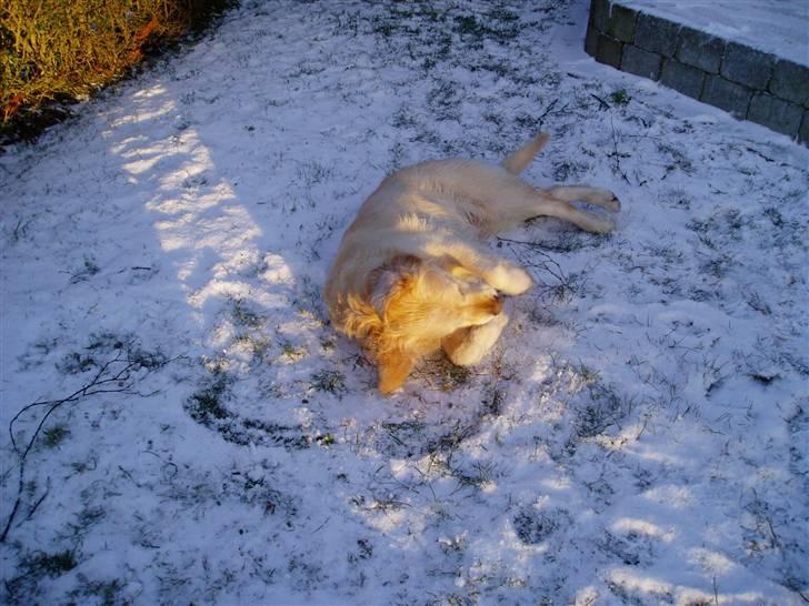 Golden retriever Music Cella † R.I.P †  - Cella elsker at lave med sne og bare da at man kan være ude hele tiden :p billede 5