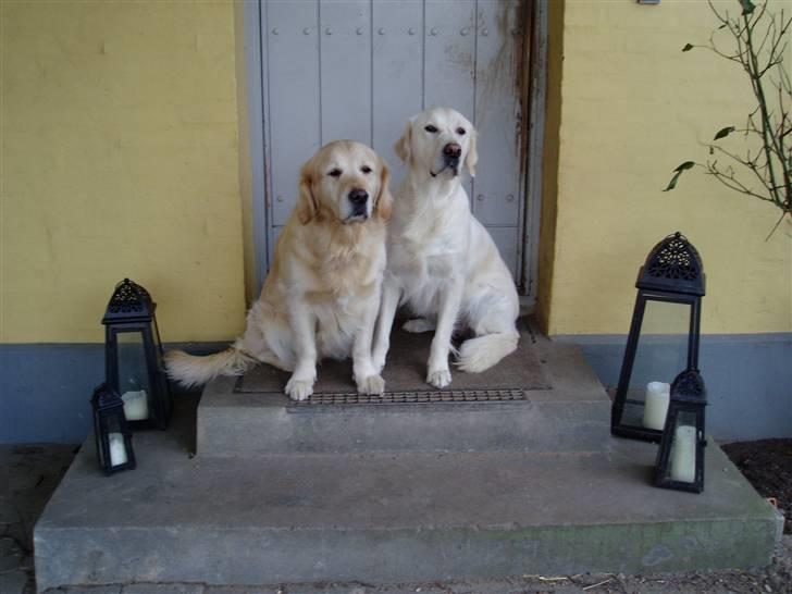 Golden retriever Music Cella † R.I.P †  - Cella & Cassie - det er også start billede på hjemmesiden : www.goldenoggy.dk billede 6