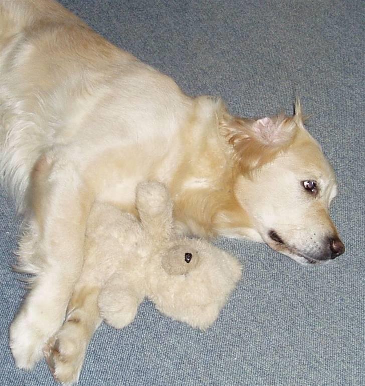 Golden retriever Music Cella † R.I.P †  - Cella ligger med nicolais bamse  billede 7