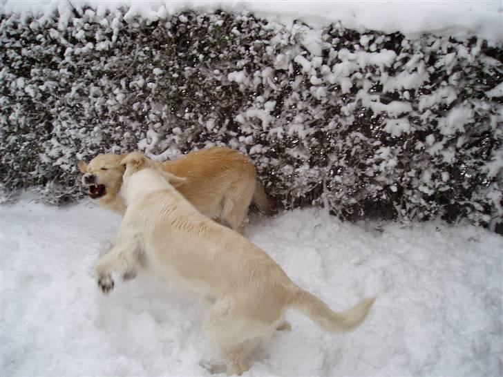 Golden retriever Music Cella † R.I.P †  - Cella & Cassie leger ude i snen i 2007 billede 8