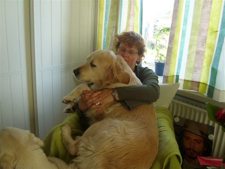 Golden retriever Music Cella † R.I.P †  - Cella & mor sidder i stolen inde på mit værelse :b billede 9