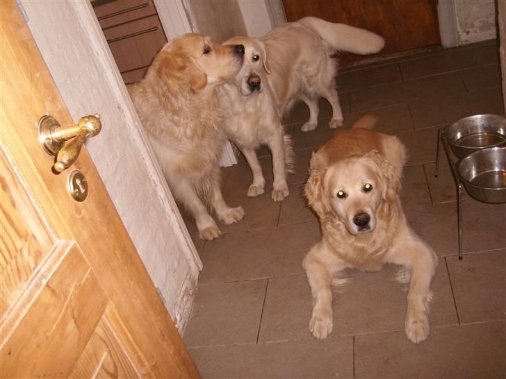Golden retriever Music Cella † R.I.P †  - Cella som ligger ned, og cellas søn (h), Cassie (v) billede 10