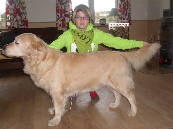 Golden retriever Music Cella † R.I.P †  - Jeg er den eneste som stadigvæk kan stille cella rigtig :p billede 11