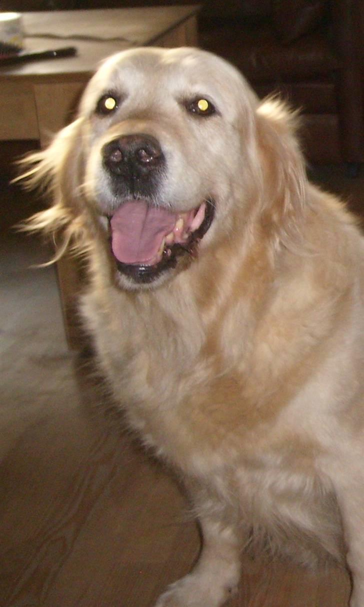 Golden retriever Music Cella † R.I.P †  - Cella som er mega glad :b billede 12