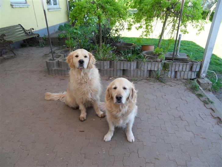 Golden retriever Music Cella † R.I.P †  - Cella´s søn & Cella billede 13