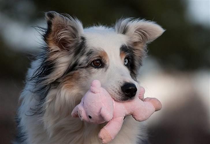 Blanding af racer Aus.shep/Bern.sen Ozzine billede 1