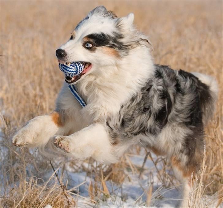 Blanding af racer Aus.shep/Bern.sen Ozzine billede 2