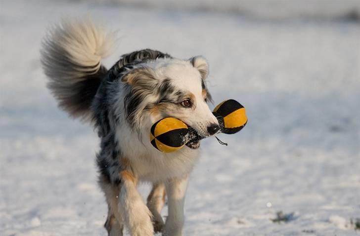 Blanding af racer Aus.shep/Bern.sen Ozzine billede 3