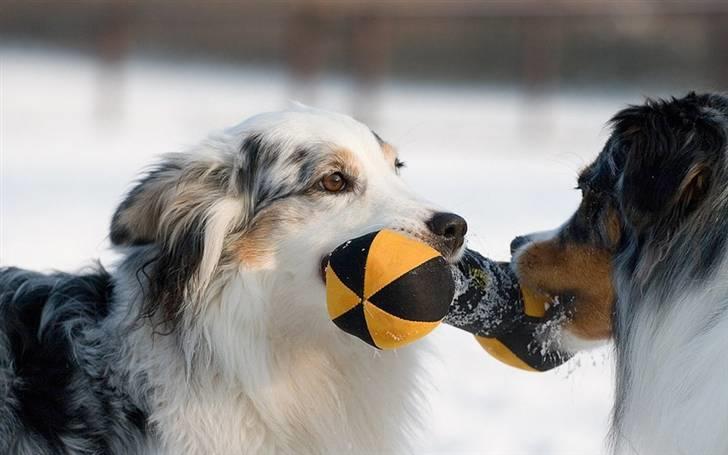 Blanding af racer Aus.shep/Bern.sen Ozzine billede 4